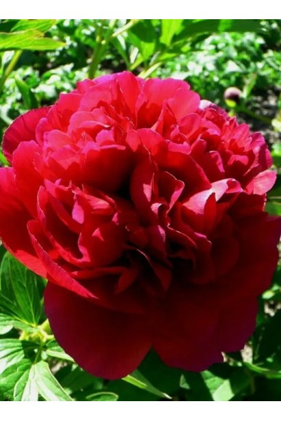 Квітка Генрі Бокстос: глибокий червоний відтінок і вишукана форма.